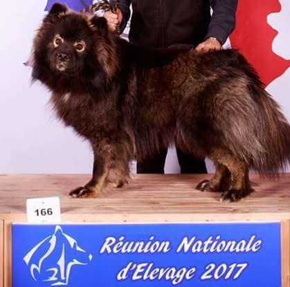 Mushu du puy du soleil