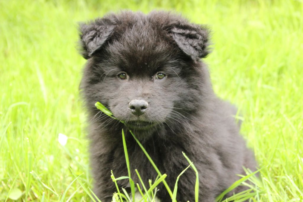 du puy du soleil - Chiots disponibles - Chien finnois de Laponie