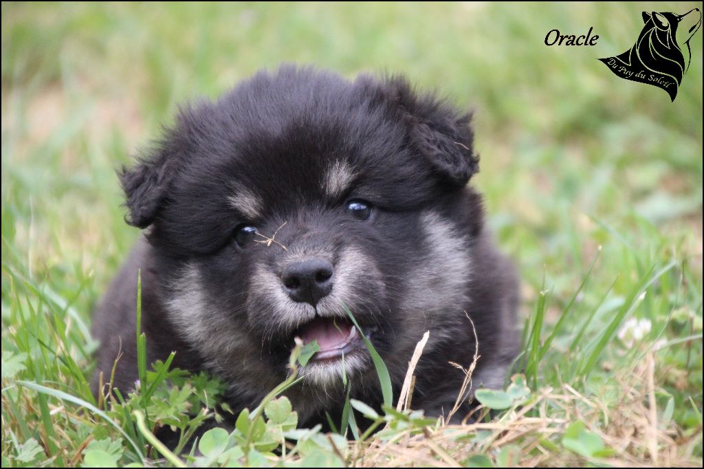 du puy du soleil - Chien finnois de Laponie - Portée née le 30/05/2018