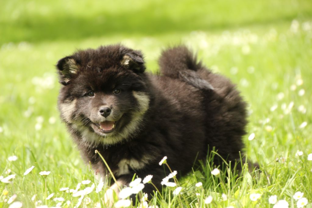 du puy du soleil - Chiots disponibles - Chien finnois de Laponie