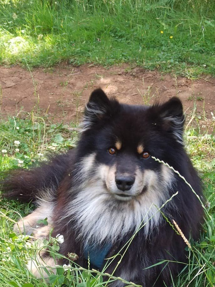du puy du soleil - Chien finnois de Laponie - Portée née le 12/06/2022