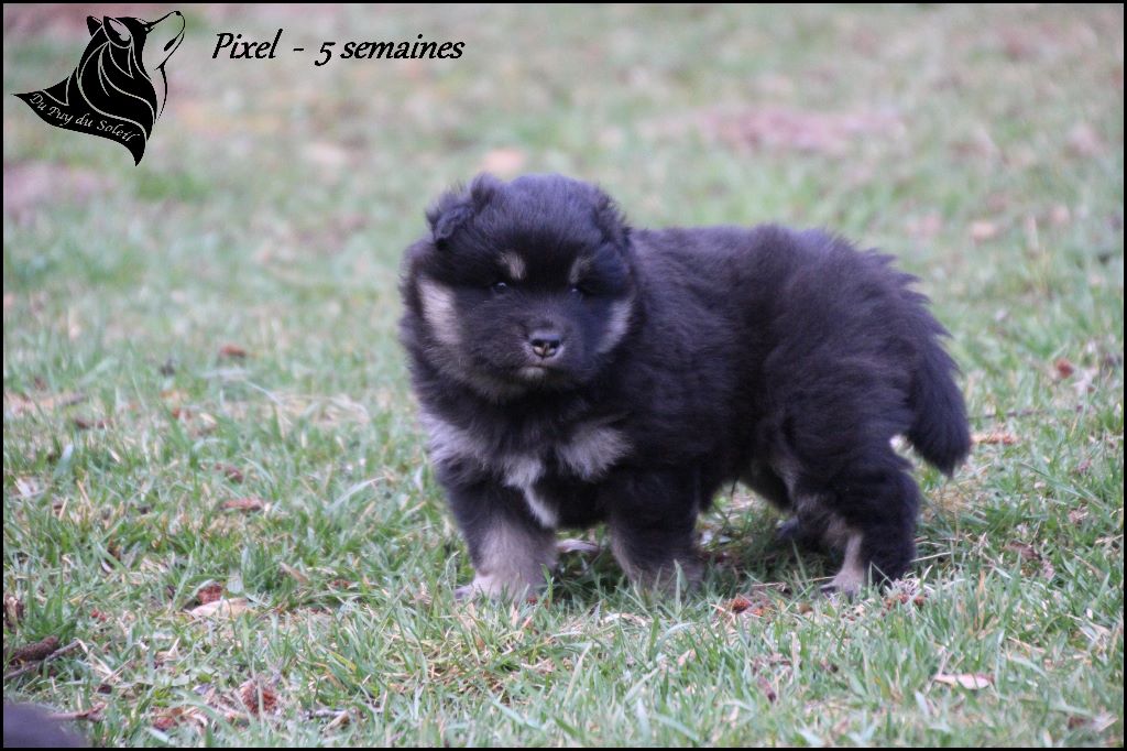 du puy du soleil - Chien finnois de Laponie - Portée née le 12/02/2019