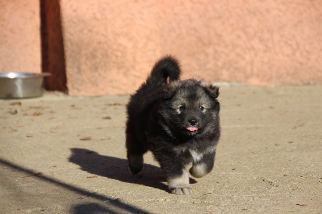 du puy du soleil - Chien finnois de Laponie - Portée née le 12/10/2018